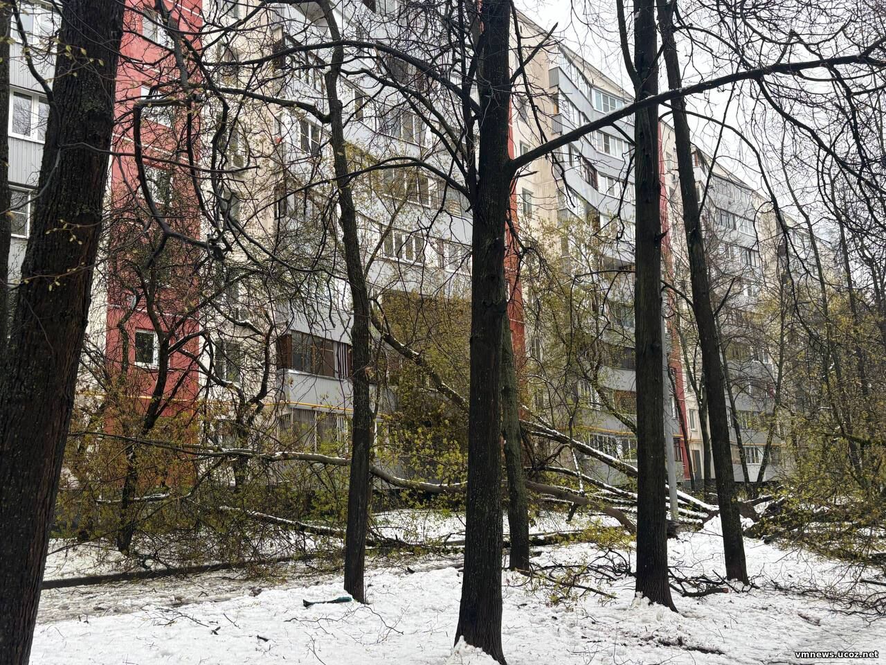 Ураганный ветер в Москве: рухнули 1 200 деревьев, есть пострадавшие