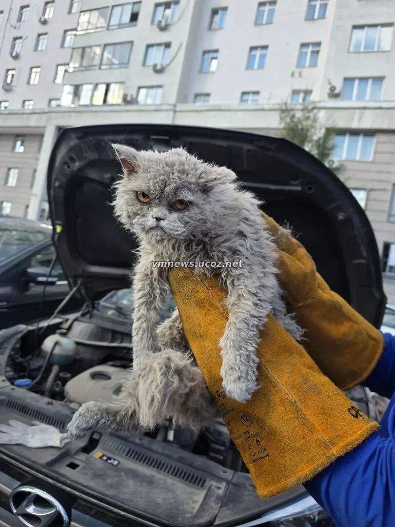 В Москве спасатели достали кота из капота автомобиля