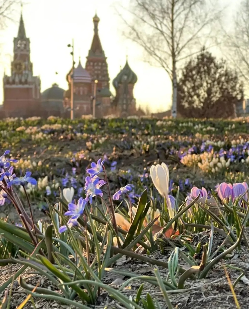 Весенние цветы несут смертельную опасность