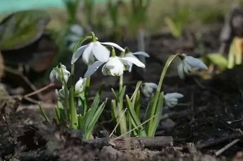 В Москве и Подмосковье зацвели первые весенние цветы