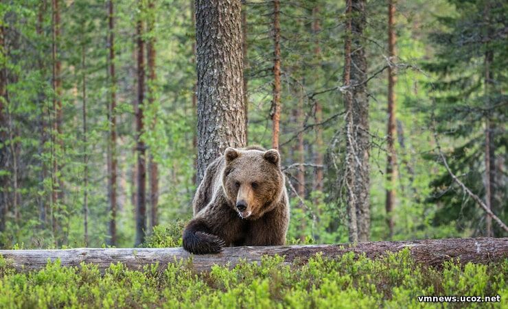 Бежать бесполезно: эколог рассказал, как вести себя при встрече с медведем